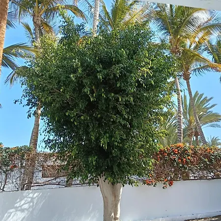 Palmas アパート タラハレホ